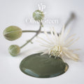 Olive Green — Peinture à la craie Vintage Paint