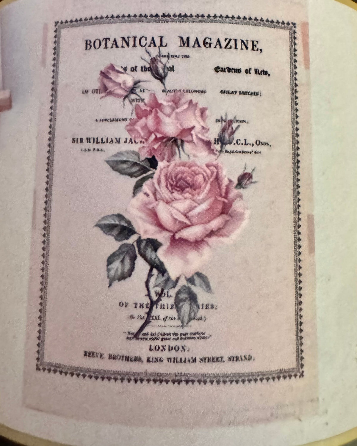 Decor Transfers – Beautiful Botanist
